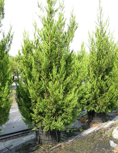 Juniper Hetzi Columnaris Juniperus chinensis 'Hetzi Columnaris'
