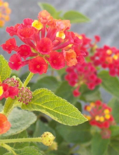 Lantana Dallas Red Lantana camara 'Dallas Red'