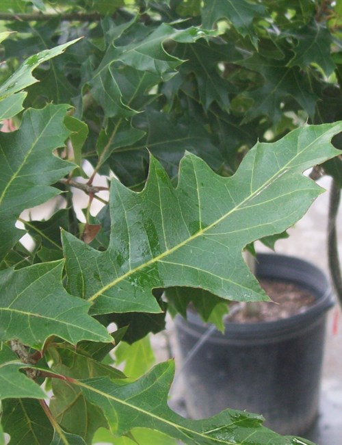 Oak - Shumard Quercus shumardii
