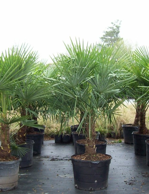 Palm Windmill Trachycarpus fortunei 