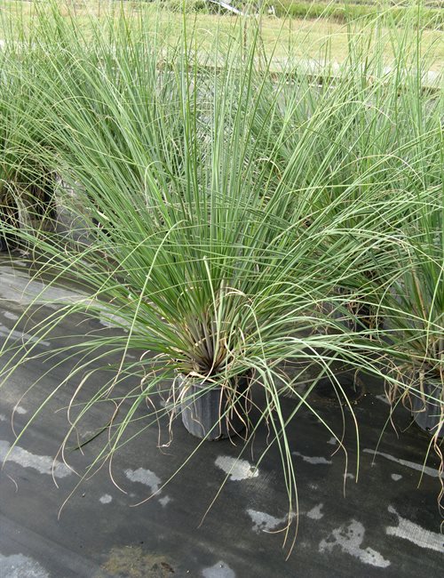 Pampas Grass Cortaderia selloana
