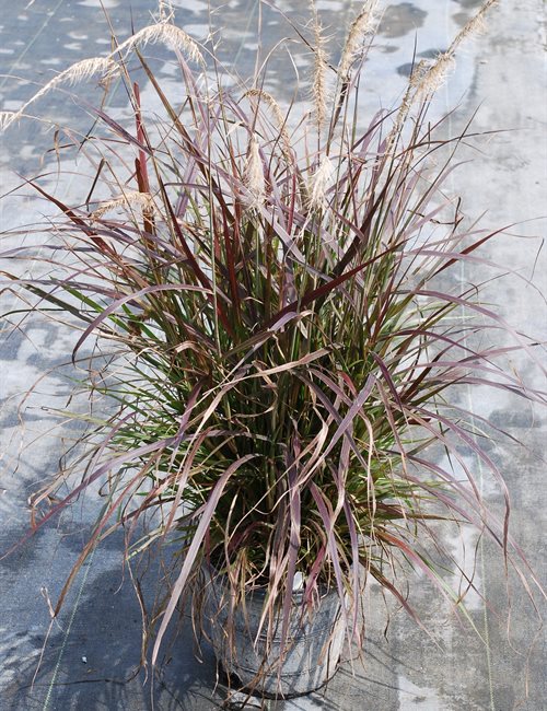 Pennisetum Rubrum - Purple Fountain Grass Pennisetum xadvena 'Rubrum'