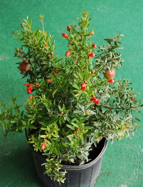 Pomegranate Dwarf Punica granatum 'Nana'