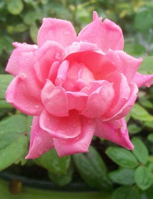 Rose Knock Out Double Pink PP#18507 Rosa 'Radtkopink' PP#18507 Double Pink Knock Out Rose