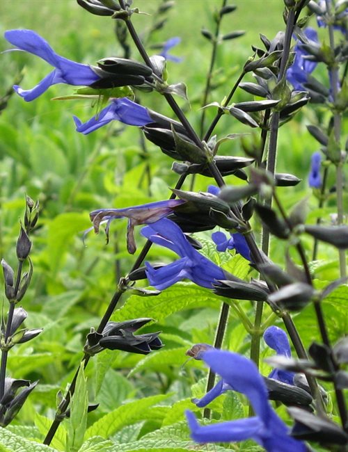 Salvia Black and Blue Salvia guaranitica 'Black and Blue'