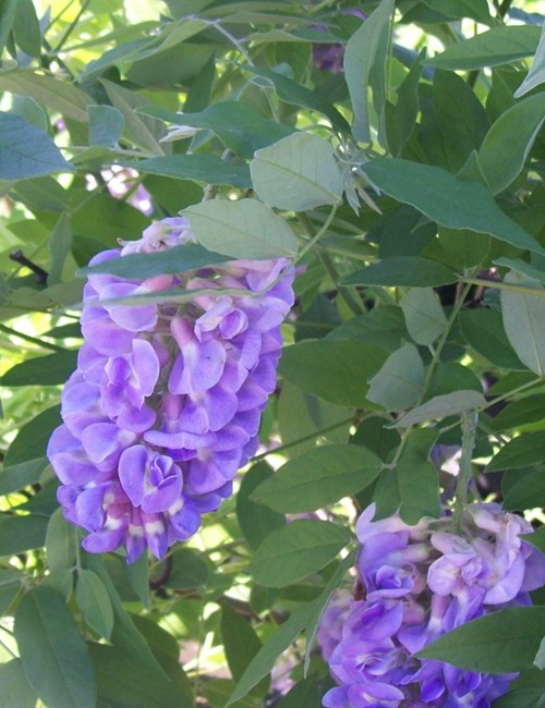 Wisteria Amethyst Falls Wisteria sinensis 'Amethyst Falls'