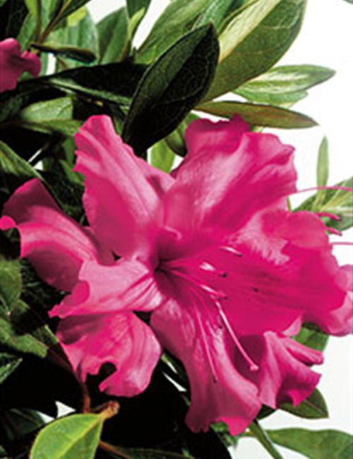 Azalea Encore Autumn Sundance PP#16184 Rhododendron x 'Roblef' PP#16184 (Encore Autumn Sundance)