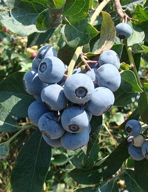 Blueberry Tiff Blue Vaccinium ashei 
