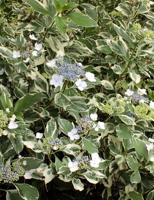 Hydrangea Mariesii Variegated Hydrangea macrophylla 'Variegata'