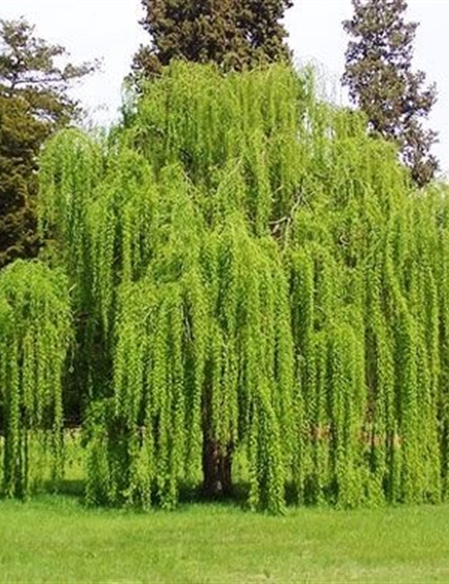Weeping Willow Salix babylonica