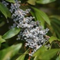 wax Myrtle close up