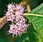 spring blooms American Beautyberry